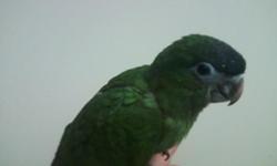 we have one beautiful baby hahns available
experience hand feeder only ($600)
or fully weaned $800.
will ship
www.flbirdhouse.com