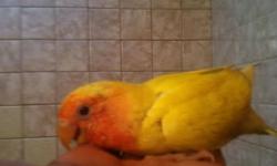 I have 12 handfed lutinos lovebirds available most of them are just anout weaned if interested u can call 463-1252