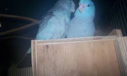 I have 2 left baby Blue Parrotlets, handfed and eating on their own know. I have 1 male and 1 female.$100.00 ea Call for further info. 863-738-3836
