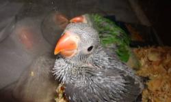 !!! 2 BABYS INDIAN RING NECK , GREEN AND GRAY,!!! DANAS BIRDS !!! SUNSHINE FLEA MARKET BOOTH 16 B,C,D.!!! BEST PRICE IN TOWN !!!