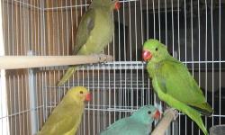 4 baby Indian Ringneck parrots. They are green, olive green (double factor), blue and Yellow head. Being hand fed now. Very sweet and handled daily. Should be weaned and ready to adopt by the end of April. Bottom right-hand pictures are the parents.
