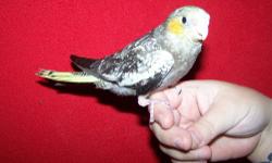 I have 1 baby latino cockatiel that is being hand fed every 4-5 hours. You will need hand feeding exp. Or with a deposit I will hand feed out for you and the price will be 125. If I handfeed it all the way out for you. pick up is in west springfield mo