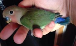 I have a peachface lovebird that is being hand fed 2 times a day. It will be very friendly and used to people. It is 6 weeks old.
If interested email or call 305-803-5008
This ad was posted with the eBay Classifieds mobile app.