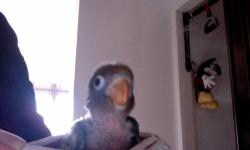 3 black cheek baby lovebird for sale ,handfed ,they have beautiful tropical color &red beak,three week's old if intrested please call 2013151359 ,serious buyers only . $75.00 each