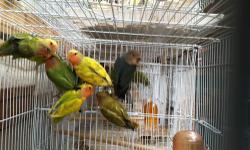 I have lots of young lovebirds available. Over 60 of them are under 11 weeks old. Prices start at $20 and up. Please visit my website for more information about what I have and prices @
http://www.lovebirdfarm.com
909-489-8259. Tom