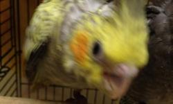 I have a 3 month old albino cockatiel for sale. It is hand tamed and was hand fed.