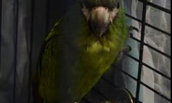 Hi , i have a sweet baby macaw for sale , she is so nice and i had it when she was 2 weeks , but been busy with school and i do not have time to take care of her , she say what's up , hi and some other words. she likes to be around people and cuddle. you
