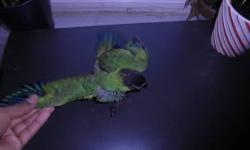 I have a couple of baby nanday conures on sale. They are 4 months old now. These guys are larger than sun conures. They can be loud so if noise bothers you, these are not for you. They will come with a DNA certificate. Both Males. $250 each firm.
Call