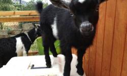 Adorable, well-bred baby Nigerian Dwarf Goats for sale.
One buckling, and two wethers. Playful, people-loving, and beautiful. The Buckling would make a phenomenal breeder - dramatic coloring and blue eyes.
The wethers would make excellent pets or perfect