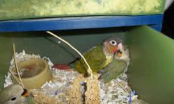 We have a clutch of 5 Green Cheek Conures available. Normal green cheeks are $125.00 and Yellowsided are $175.00. Will offer discount if you buy all 5 of them. Call (912) 674-3474 if interested. These are super, sweet handfed babies.