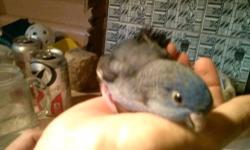 GORGEOUS baby Parakeets! 3 Beautiful Lutinos & 1 Slate?
EXCEPTIONAL pets or Excellent Addition to your Colony! These come from excellent Genetics!
I am offering them our of nest for your on Handfeeding (Experienced Handfeeder only) or wean weaned (Will be