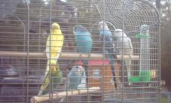 Baby Parakeets, Indian ringnecks