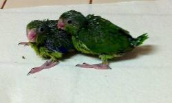 Baby Parrotlet, green split to yellow. Father is lutino with red eyes (in picture) ready for a new home in 2 weeks. $70.00 each. Please call or text 305-300-2635
