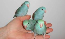 Baby Parotlets.
Very tame and friendly.
I have blue and turquoise available.
www.barbsbaystebirds.com
508-987-3149