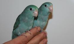Baby Parrotlets.
They are friendly, hand tame and well socialized.
They are very quiet and make great pets.
I have blue, green, yellow and turquoise available.
The babies are priced by color.
Pick up only no shipping.
Call 508-987-3149 for more