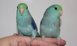 I have baby parrotlets available.
They are tame, friendly and well socialized.
These playful and inquisitive birds are great companions.
They are very quiet and great for those who live in apartments.
http://www.barbsbaystatebirds.com/
508-987-3149