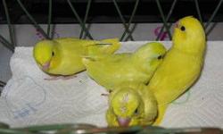 I have newly weaned American yellow baby parrotlets.One male and Two females for 80.00 each.Please text,email,or call and leave a message if interested.863-838-6651
