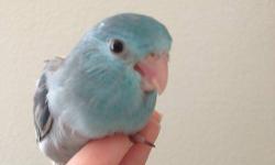 We have some baby parrotlets handfeeding now & available for deposit! Greens, blues, pieds & turquoise that will be very tame and well socialized :) Will be ready end of October or early November.
See website for details for pics/pricing (start at $200)
