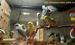 Handfed, Weaned, hand tame, sweet babies Parrotlets with Leg band & Hatch Certificate. Ideal for condos or Apartment living,beautiful color, healthy, tame with a lot of personality, quiet called "Apartment birds".
They may to learn up to 15 words when
