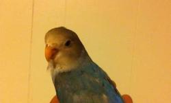 Rehome one last two-month-old peach-faced lovebird. Only $40.00 rehoming fee. No cage included.
First come first serve.
This ad was posted with the eBay Classifieds mobile app.