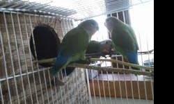 I have three 10 week old baby peached faced lovebirds for sale. $35.00 each. I have cage with nesting box for sale $25.00. You can call 407-453-4277.