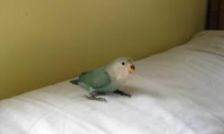 I have babies peach face lovebird,the are being had fed and at this time. ,they are almost 5 1/2 months old. asking $75.00. for each Two baby's soon are ready to go. .I have cage available,if needed for $55.00 and up.
