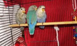 If you are looking for a lovebird to have as a buddy, I am hand-feeding some babies right now that will be ready to go to their new home in about a week. They will be $65.00 each and will be sweet little lovebugs.They are Peachface lovebirds and their