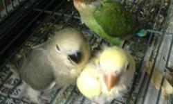I have a few baby peachface love birds that are in 3 feedings a day. I am selling them 45.00 each
If you don't know how to hand feed them I can show you.
If interested email or call 305-803-5008.
also have cremino for 60.00