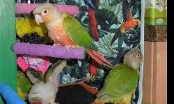 These babies are 5 weeks old and are already trying fruits and veggies. They are all very sweet and will make wonderful family additions. These are the very quietest of the conures, but each bird is who it is. They can learn to talk, again, it is up to