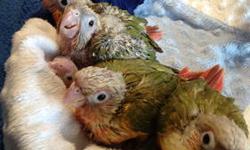 I have 3 adorable hand fed and hand tame Conures with great personalities-
Baby Greencheek Pineapples are 16 weeks old.