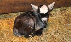 Pygmy Goat babies born Dec. 6, 2012 triplets(2 bucks 1 doeSOLD). Born Dec. 7, 2012 twins(2 bucks) and Born Dec. 10, 2012 twins(1 buck and 1 doe). Pygmy goat baby bucks $50 each and does $100 each. Call (269) 273-7300