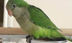 I am Located in South Austin.
I'm re-homing my baby parrots that I have. They are very smart Parrots so they learn to TALK very quick. They do NOT bite at all. Baby Quaker Parrots make AMAZING pets. Some are fully weaned and eating on their own now and