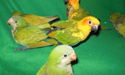 I have baby quakers for 135.00 each.They are 8 weeks old and just weaning.I also have baby sun conures also weaning at 9 weeks old.They are DNA-d females and come with dna and hatch certificates.They are 250.00 each. These birds will make the perfect