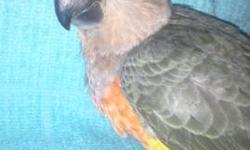 I have one Red Belly Poicephalus Parrot still available (sex unknown), hatch date of 11/23/12. Currently being handfed and will be available at time of weaning. Starting on solids, now in a weaning cage. Just beginning to play with toys, very loving and