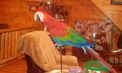 We are now taking deposits on 2 just hatched baby Ruby Macaws. These magnificent birds are great talkers and are absolutely beautiful. Stop by and check us out!
AJ's Feathered Friends Pet Shop
19 N State st
Elgin, IL 60123
www.ajsfeatheredfriends.com
LIKE