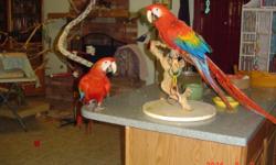 Baby Scarlet Macaw, 22 weeks old, just weaned.
Loves to be held and talked to.Loves toys, Rope and her swing.
Sweet loving pet, she loves to talk, says. stop it, hi and step up.
Included:starter kit of food she is eating, DNA, care sheet and her swing.
