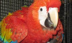 I have a baby scarlet macaw for sale asking $1400. The baby is friendly and is currently being hand fed. The baby is not DNA tested so the gender is unknown at this time.
$1400
If you are interested you can contact me:
call/text 347-231-3031