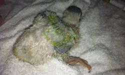 We have 2 baby Senegal Parrots that are 4 weeks old. We are accepting deposits now until weaned. Come in and visit us at AJ's Feathered Friends Pet Shop
847-695-5624
19 N State St
Elgin, IL 60123
www.ajsfeatheredfriends.com
Like us on Facebook!