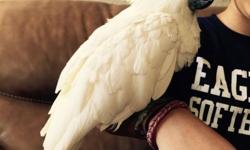 I have an unsexed beautiful baby Sulphur Crested Cockatoo ready for a new home. He/She is 5 months old now and just weaned (eating on his own). Very beautiful and a gorgeous bird. The baby will come with its hatch certificate. Wings and nails will also be