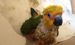 I have one baby sun conure. Very friendly. Eating formula 2-3 times a day. Now 8 weeks old. $325 for the bird
Text or email 516-418-6481. Pick up in queens. Will be very friendly