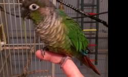 I have one baby sun conure that is on 4 hand feeding a day. Must have experience hand feeding and knowledge of this species of bird. I will include a starter cage some toys and hand feeding formula to get you started. There is a re-home fee of 275.00 that