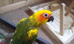 Sweet Sun conure babies weaned and ready to loving homes