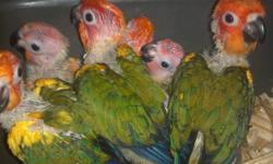 Babes Sun Conures currently available.....
Babes will have beautiful colors and they're very friendly
These babes on 2 hand feeding a day.....
Asking 300.00
Contact me @ 347-777-6284