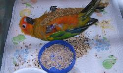 I have baby sun conures for sale to experienced handfeeders only.Also will consider trading for another sunconure because I need unrelated birds.Will also trade for two quakers or a blue quaker.Once these babies are weaned then the price goes up.I will