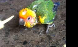 I have a pair of baby Sun Conure 5 weeks hand fed...$275 if interested call 619-942-1674 or visit us at:
Arrieros Pet Shop...
2550 Imperial Ave
San Diego, Ca 92102
