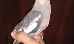 I have baby cockatiels ready for their forever home.Handfed, tame,handled,banded.Greys -$60
lutino and wht/fallow -$120 these babies are from my own breeders and Fed by me, I don't deliver its pick up only,thanx