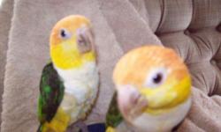 I have two baby White bellied caique ready for new homes. They are extremely tame and love to be around everyone. The baby will fly to you if you're ignoring him/her. They both love playing with their toys, walk around carpet and sitting on your