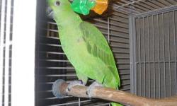 Baby Yellow Nape Amazon Very Tame Talks Alot Very Loving Has A Very Big Vocabulary Looking For 700 For The Bird And The Cage. Cage Is Very Big And Very Nice Please Email Me For Any Further Information