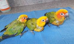 I have 3 baby yellow sided conures left. 5 wks old. 3 feedings a day. $125 for the normal ( darker colored ) and $175.00 for the red factor ( brighter colors lots of orange and red) weaned or $100.00 and $150.00 if you finish feeding. Contact me if