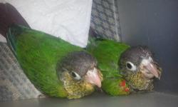 I have Yellow Sided Conures for sale.
They will make a great gift for any occasion and if you are an experienced hand feeder you could take them off my hands now.
Please remember that these birds go for over $475 in a pet store and most times they are not